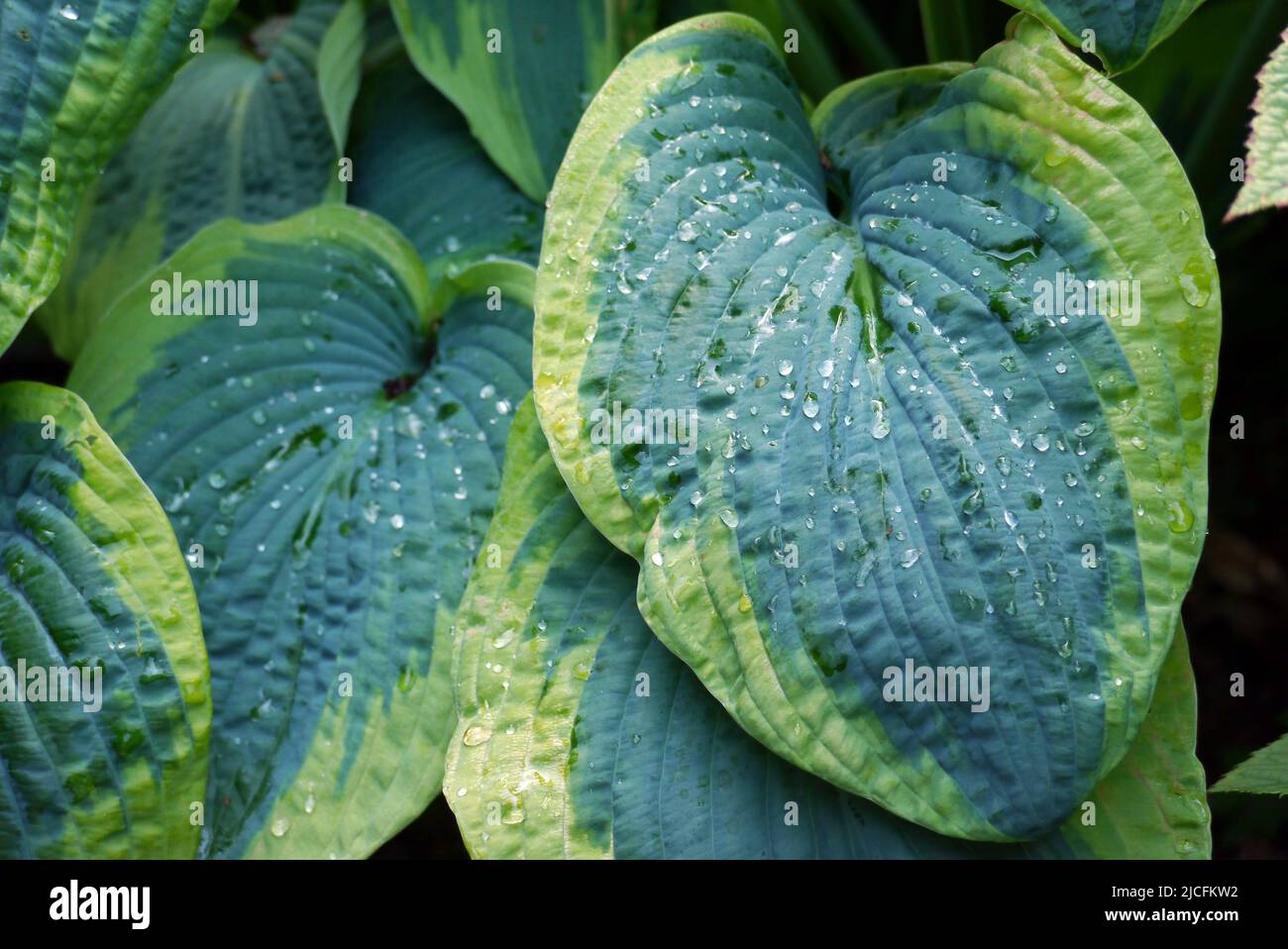Dew on Dark/Light Green Variegated Hosta 'Frances Williams' (Plantain Lily) Leaves grown at RHS Garden Harlow Carr, Harrogate, Yorkshire, England, UK. Stock Photo