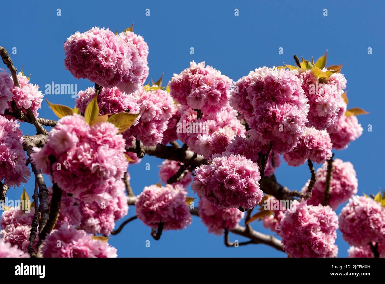 Japanese cherry blossom, Japanese ornamental cherries, Magdeburg, Saxony-Anhalt, Germany Stock Photo