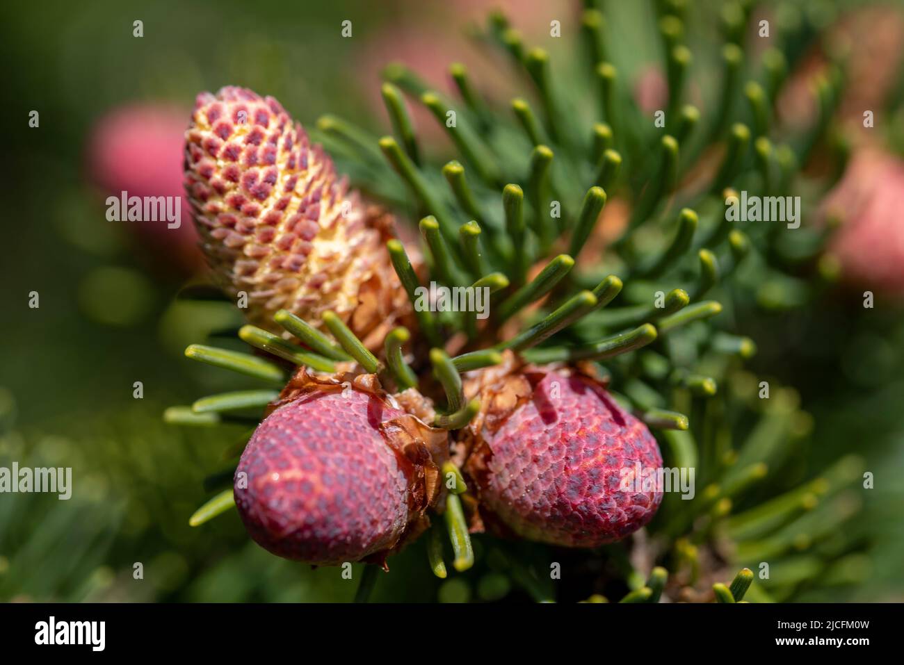 Noble fir (Abies Procera), male flowers, Germany Stock Photo