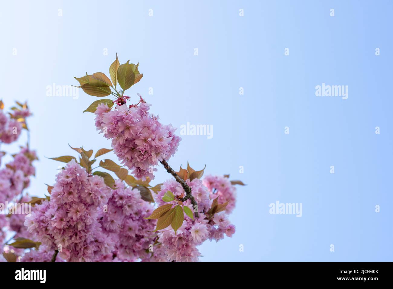 Japanese cherry blossom, Japanese ornamental cherries, Magdeburg, Saxony-Anhalt, Germany Stock Photo