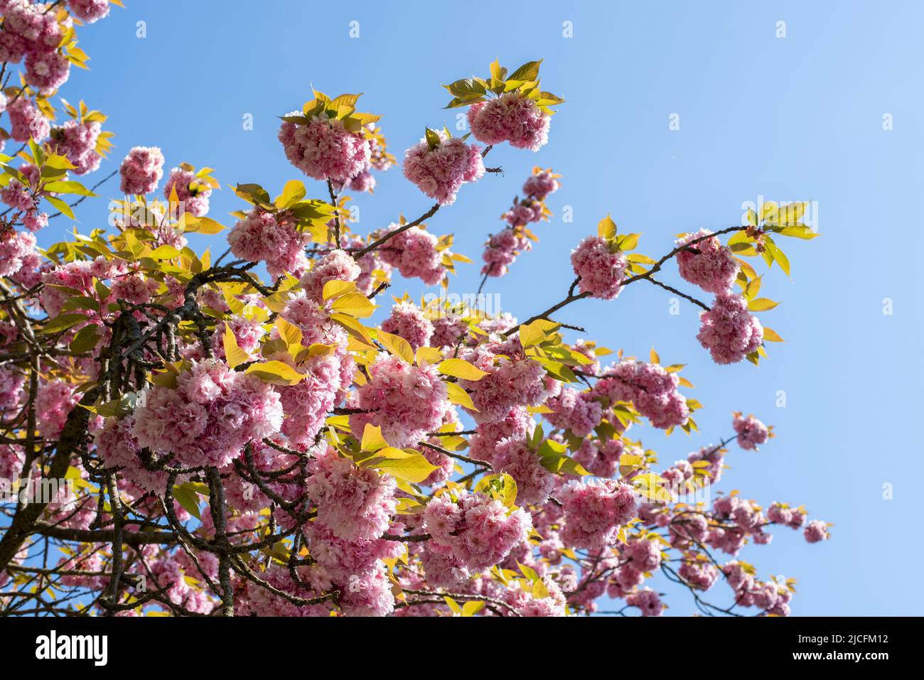 Japanese cherry blossom, Japanese ornamental cherries, Magdeburg, Saxony-Anhalt, Germany Stock Photo