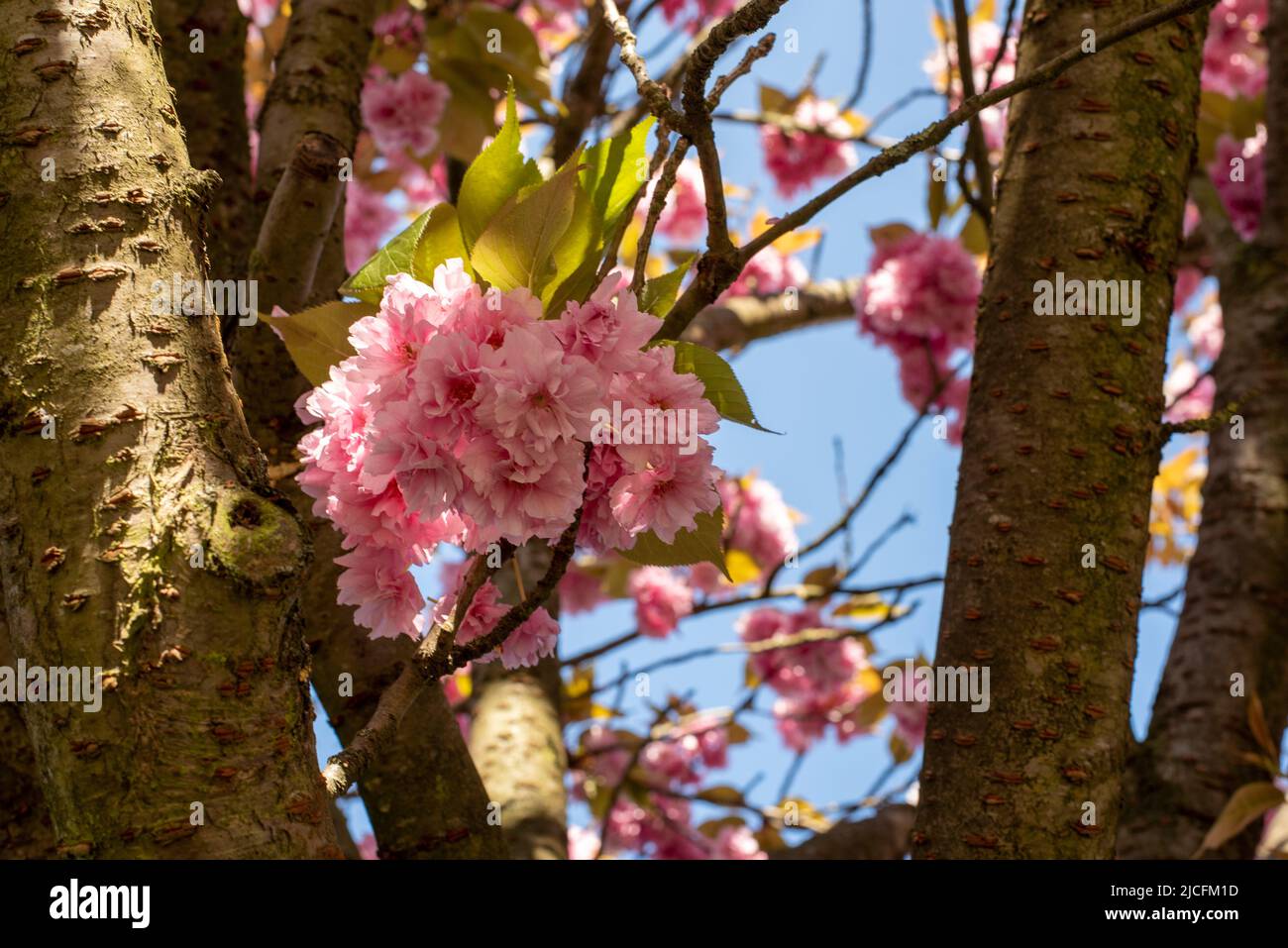Japanese cherry blossom, Japanese ornamental cherries, Magdeburg, Saxony-Anhalt, Germany Stock Photo