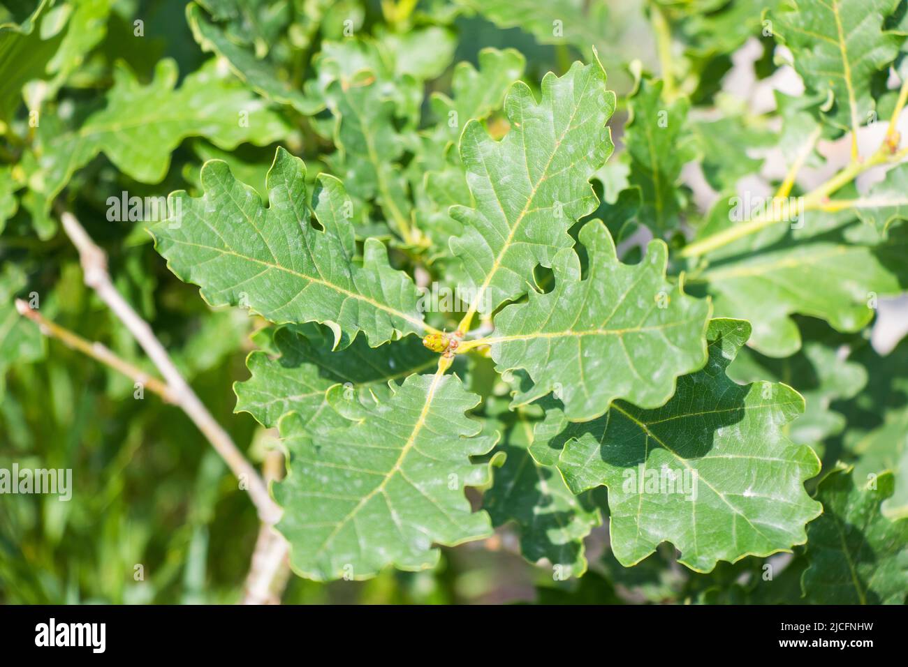 Broad leave tree hi-res stock photography and images - Alamy
