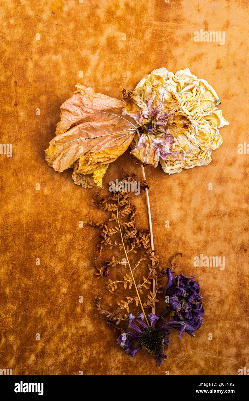 Still life with dried flowers, floral arrangement Stock Photo - Alamy