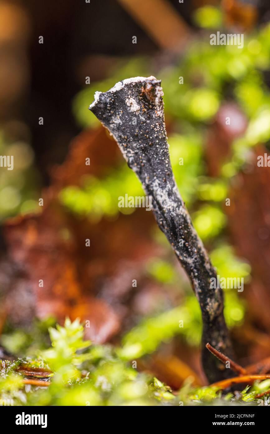 Antlered wood club (Xylaria hypoxylon) forest still life Stock Photo