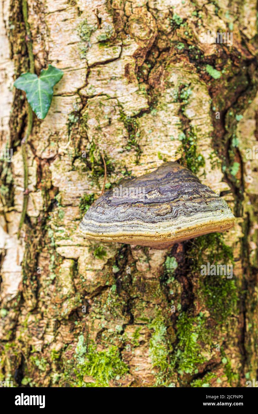 Tinder fungus grows on dead wood Stock Photo Alamy