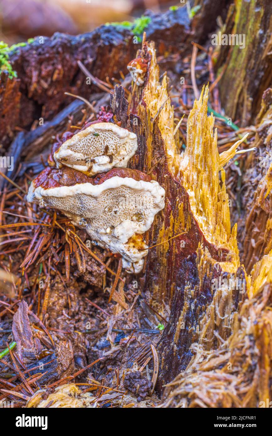 Root sponge hires stock photography and images Alamy