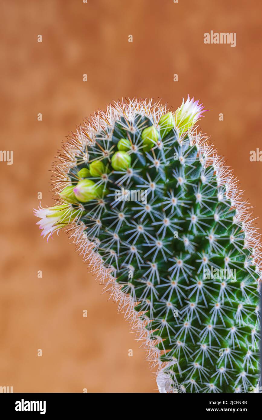flowering cactus, close up Stock Photo