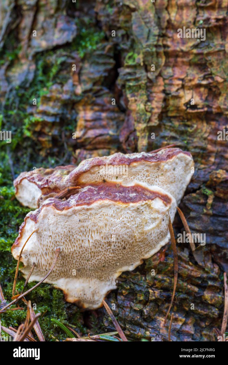 Root sponge hires stock photography and images Alamy