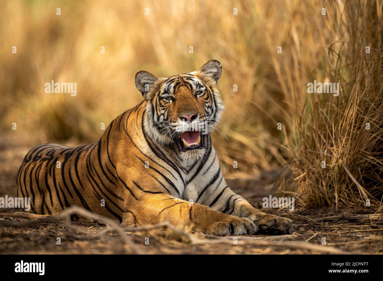 eye level shot of wild female bengal tiger or tigress close up or portrait with eye contact in hot summer season safari at ranthambore national park Stock Photo