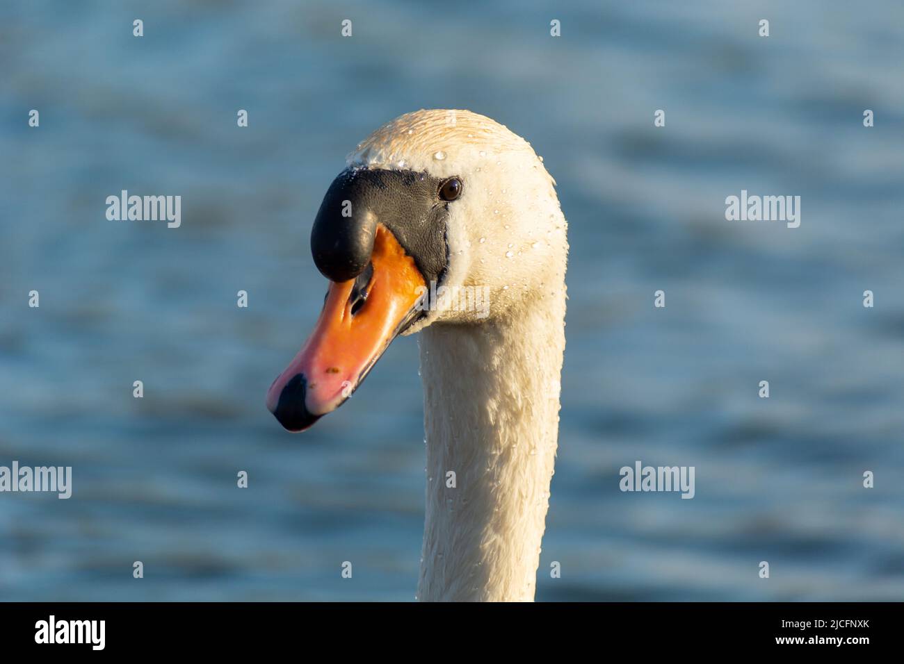 Close-up of the head and neck of a white swan, bird portrait Stock Photo