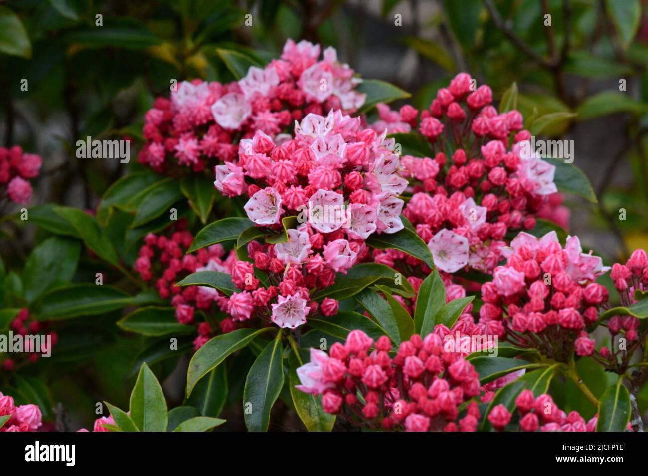 Kalmia latifolia Olympic Fire Mountain Laurel Olympic Fire clusters of large cup-shaped crimped pink flowers opening from red buds Stock Photo