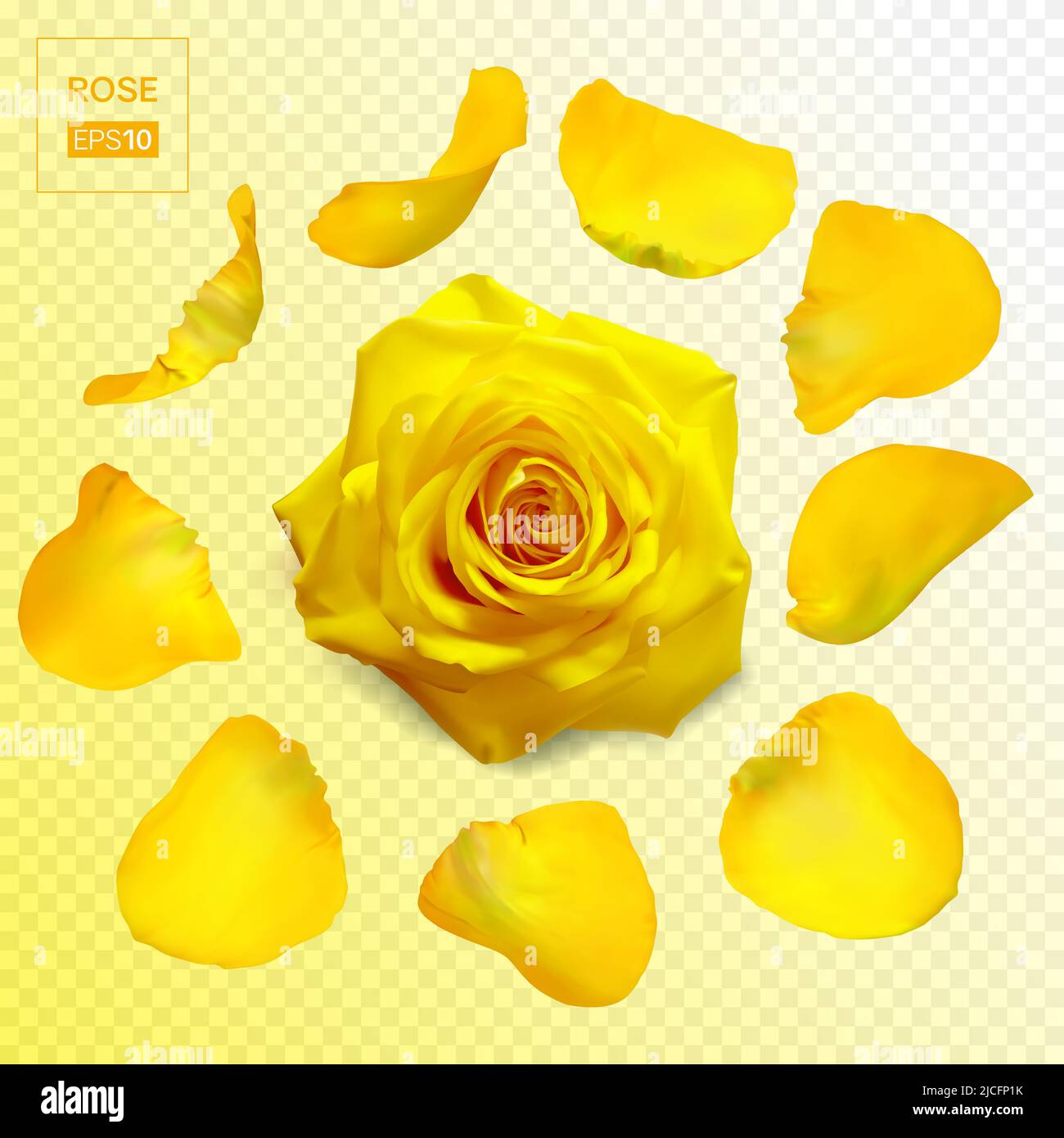 Realistic rose petals. Vector illustration with mesh gradients Stock