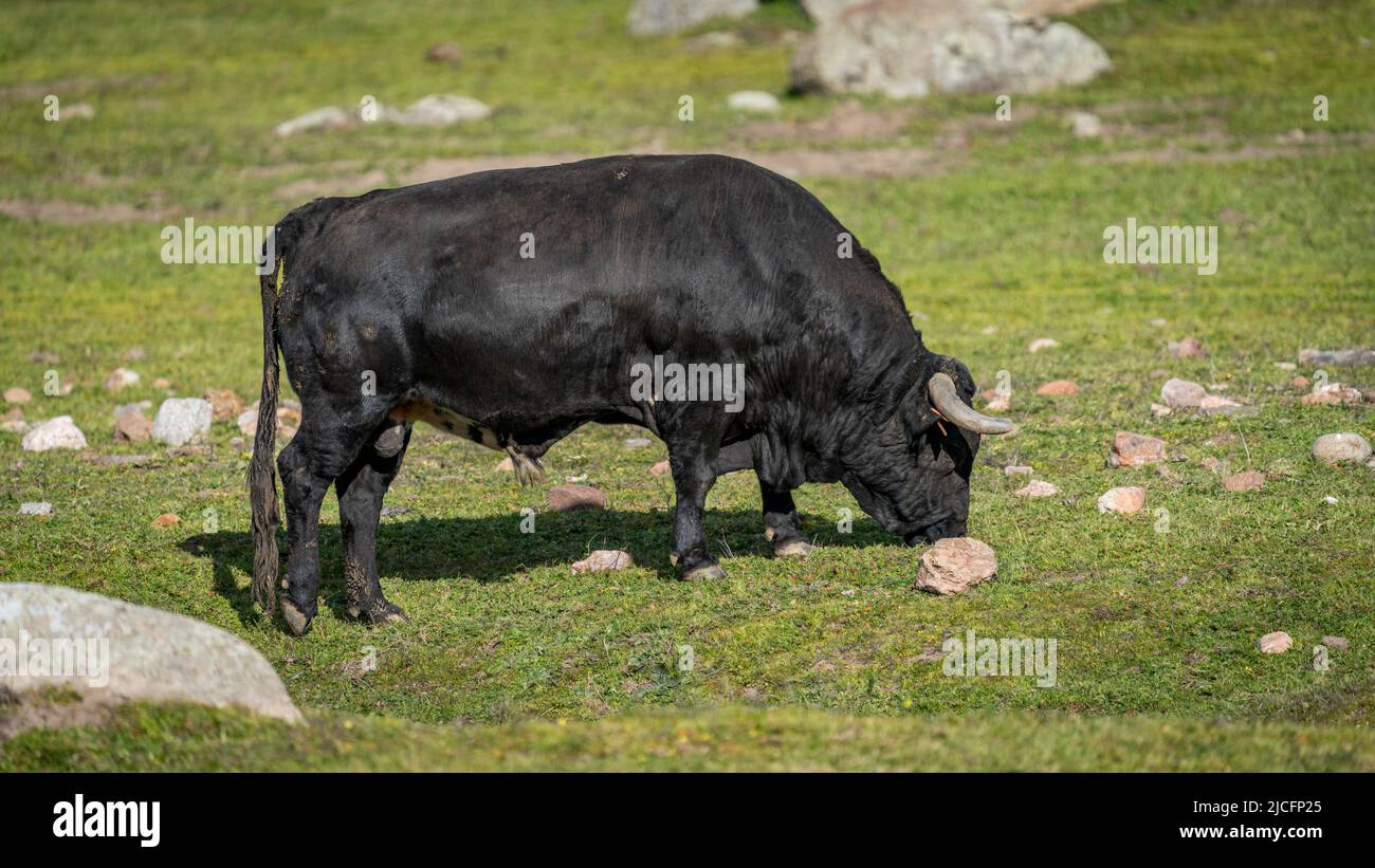 Dark black bull profile view over the grass Stock Photo