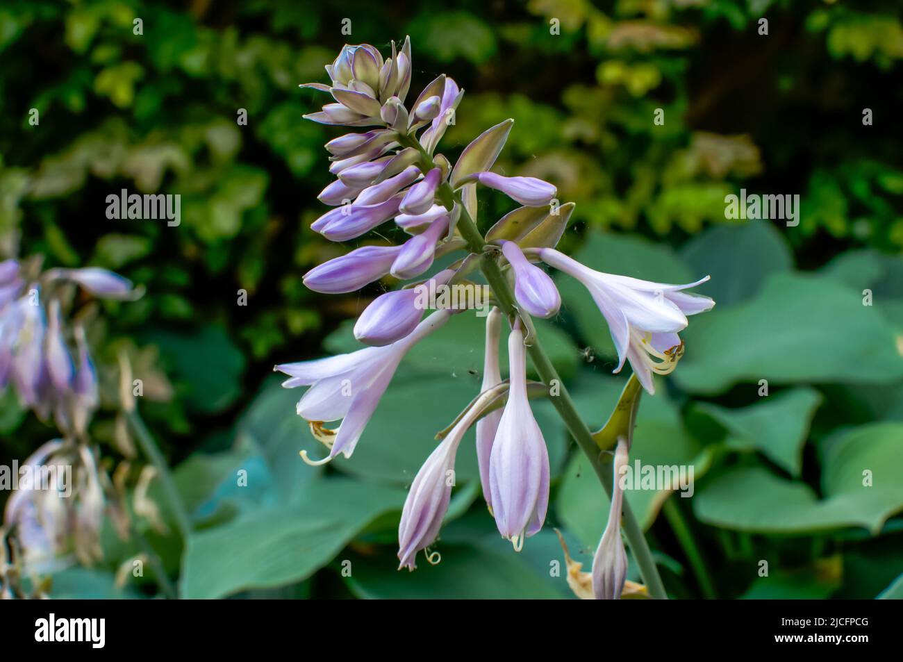 funkia, Hosta Tratt, lilac-colored flower, at close range Stock Photo