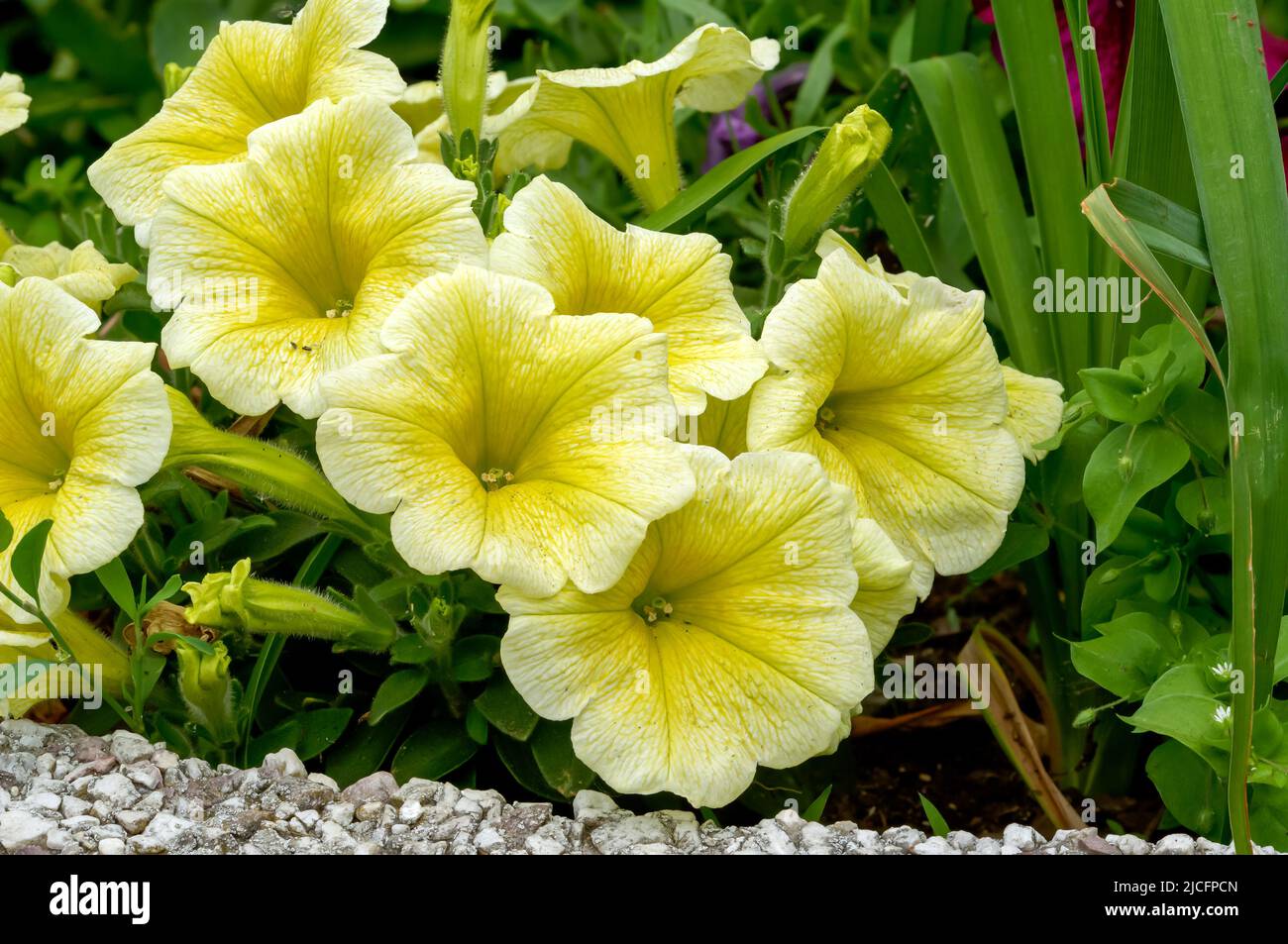 Petunia Juss, multiflorous, flowers in the form of bells, yellow color, at close range Stock Photo