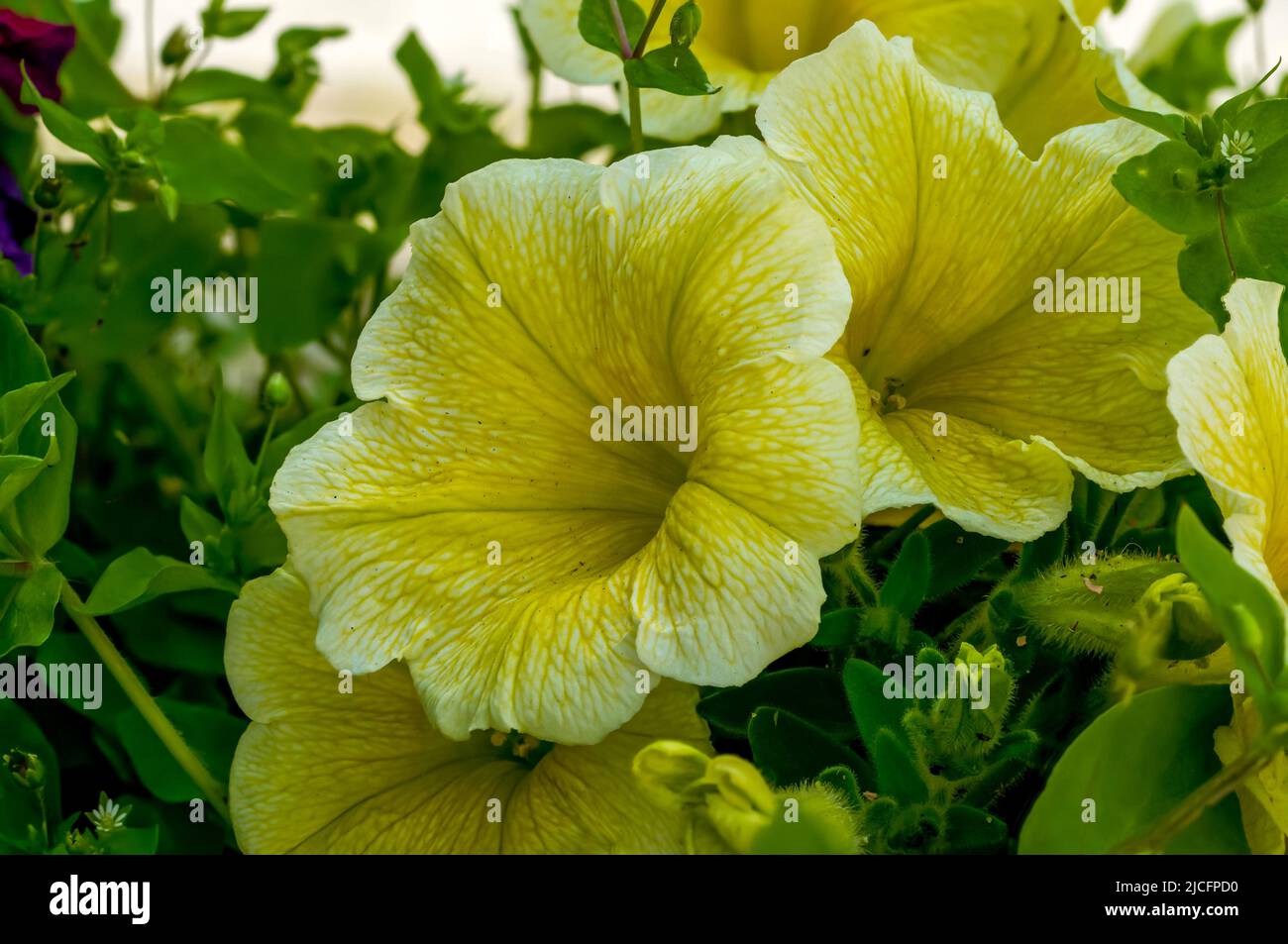Petunia Juss, multiflorous, flowers in the form of bells, yellow color, at close range Stock Photo