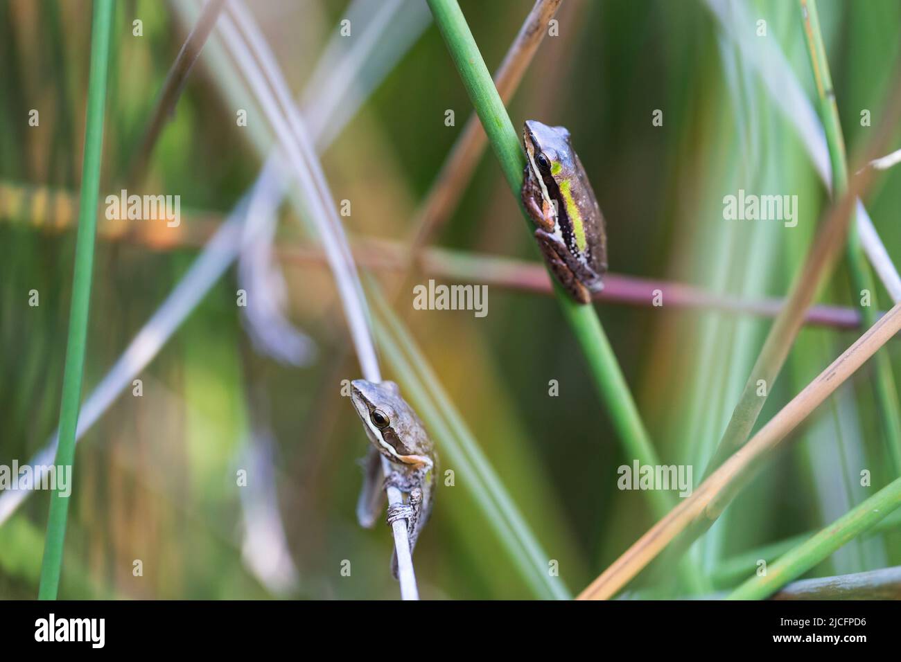 Two Slender tree frog on verticle reed, Northcliffe Western Australia Stock Photo