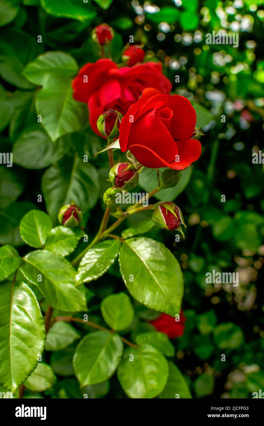 red rose, flower on a background of green leaves, macro, detail Stock Photo
