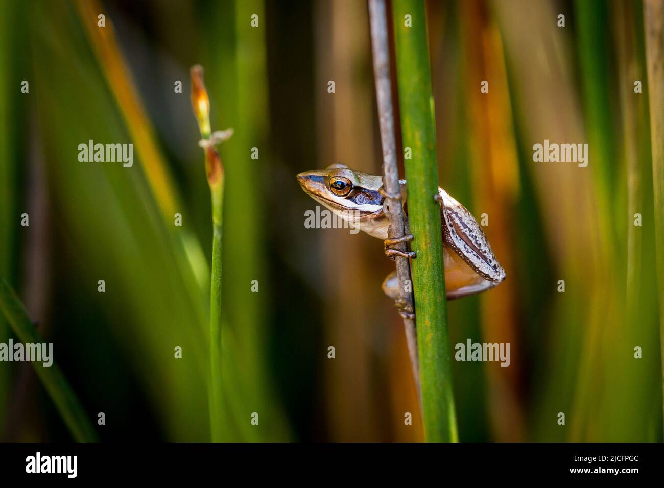 One Slender tree frog on verticle reed, Northcliffe Western Australia Stock Photo