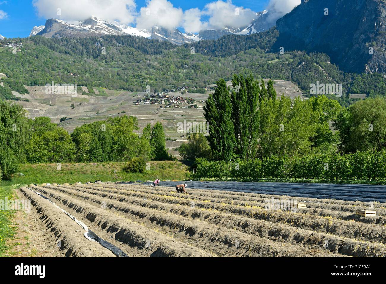 Cultivation of asparagus in a field of Philfruits agricultural company in the Rhone Valley, Riddes, Valais, Switzerland. Stock Photo