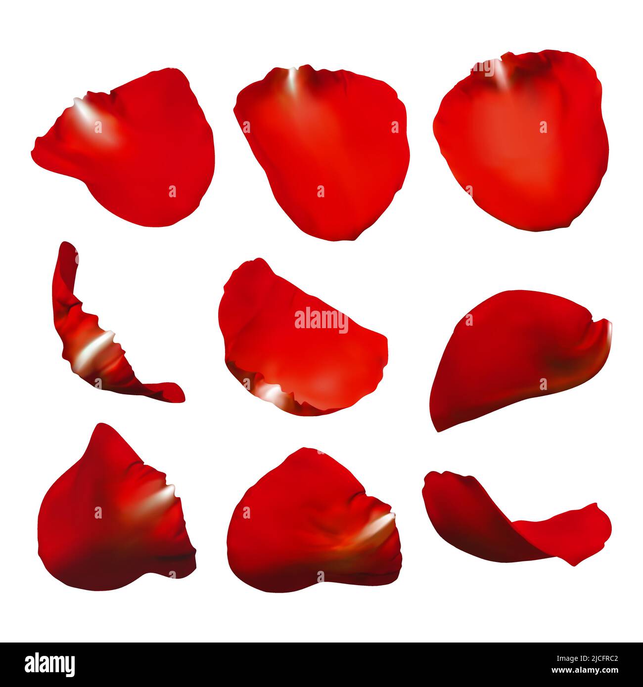 Realistic rose petals. Vector illustration with mesh gradients Stock