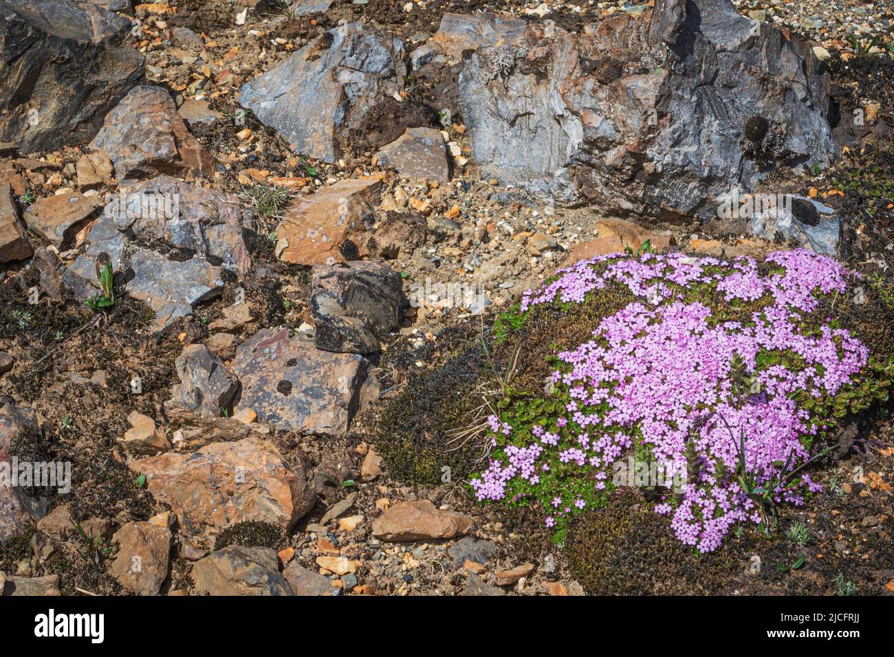 Laugavegur hiking trail is the most famous multi-day trekking tour in Iceland. Landscape photo from the area around Landmannalaugar, starting point of the long-distance hiking trail in the highlands of Iceland. Flowers along the path. Stock Photo