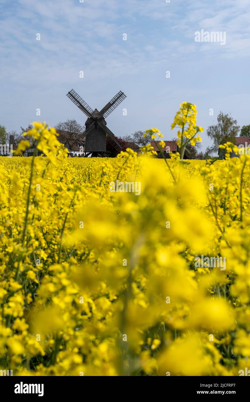 Rape in bloom in front of 'Auerbach's Mill' in Wolmirstedt: The trestle windmill was built in 1842. Today it belongs to a restaurant with pension. Stock Photo