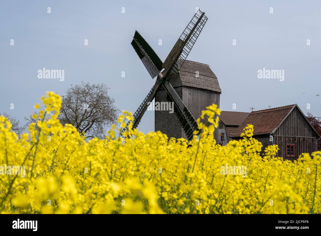 Rape in bloom in front of 'Auerbach's Mill' in Wolmirstedt: The trestle windmill was built in 1842. Today it belongs to a restaurant with pension. Stock Photo