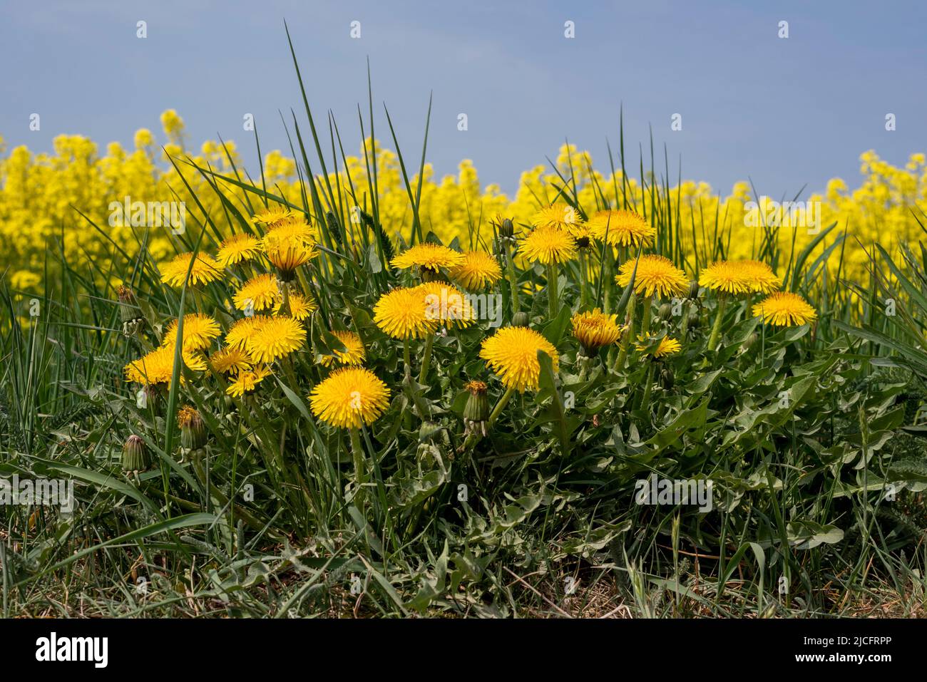 Blooming dandelion, behind it a yellow canola field. Stock Photo