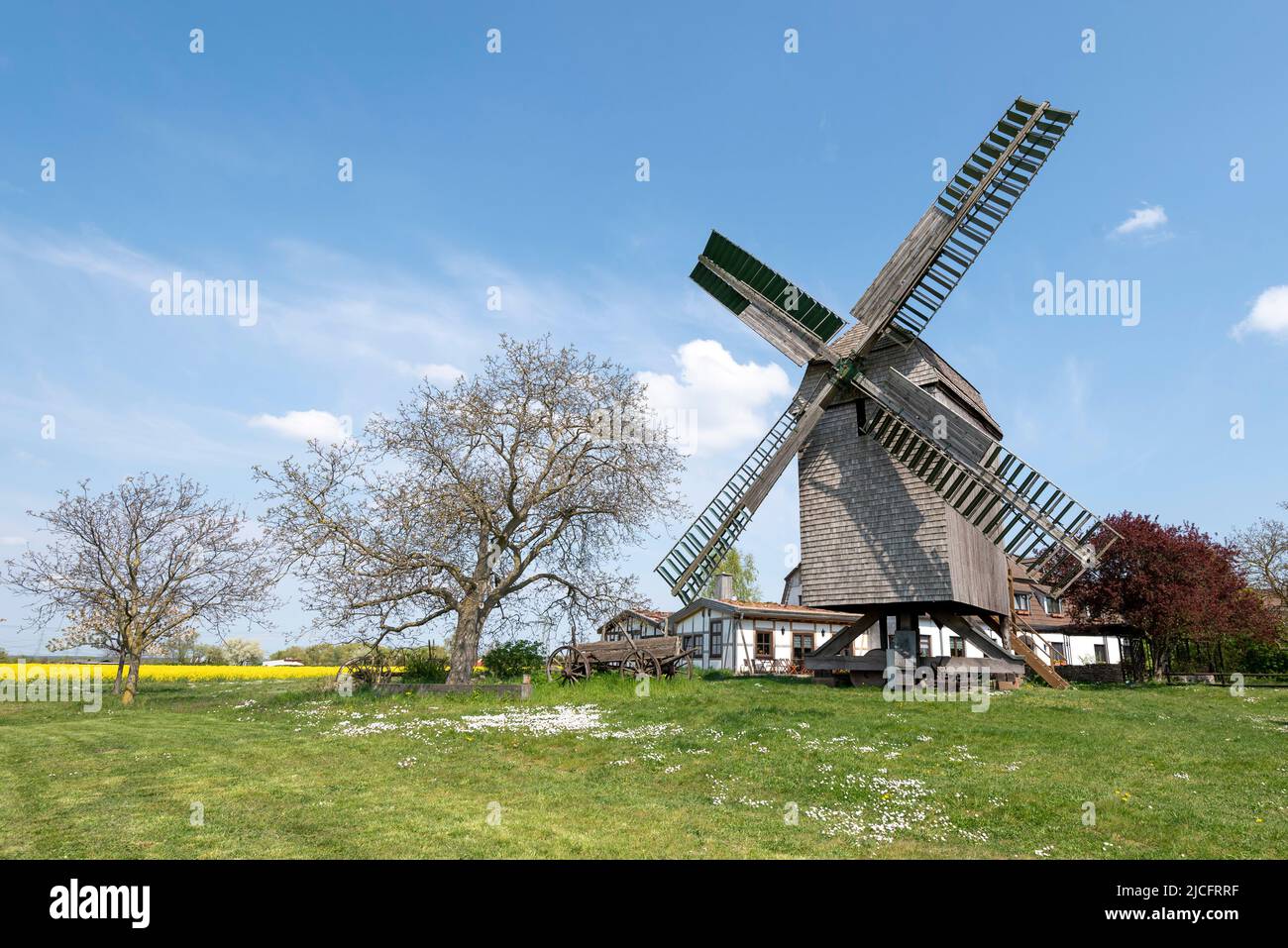 Daisies bloom in front of 'Auerbach's Mill' in Wolmirstedt: The trestle windmill was built in 1842. Today it belongs to a restaurant with a guesthouse. Stock Photo