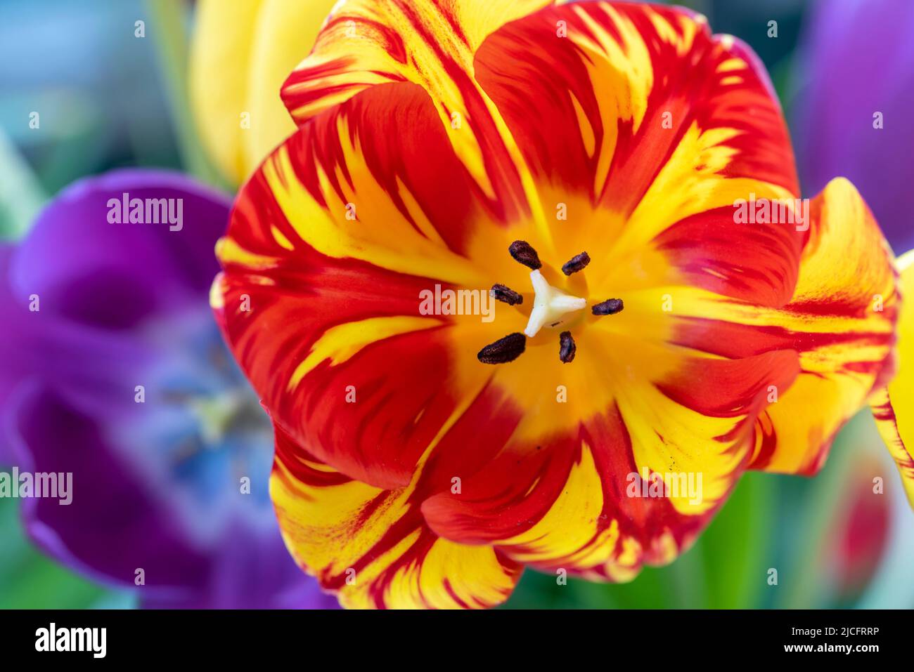 The flower of a tulip. Stock Photo