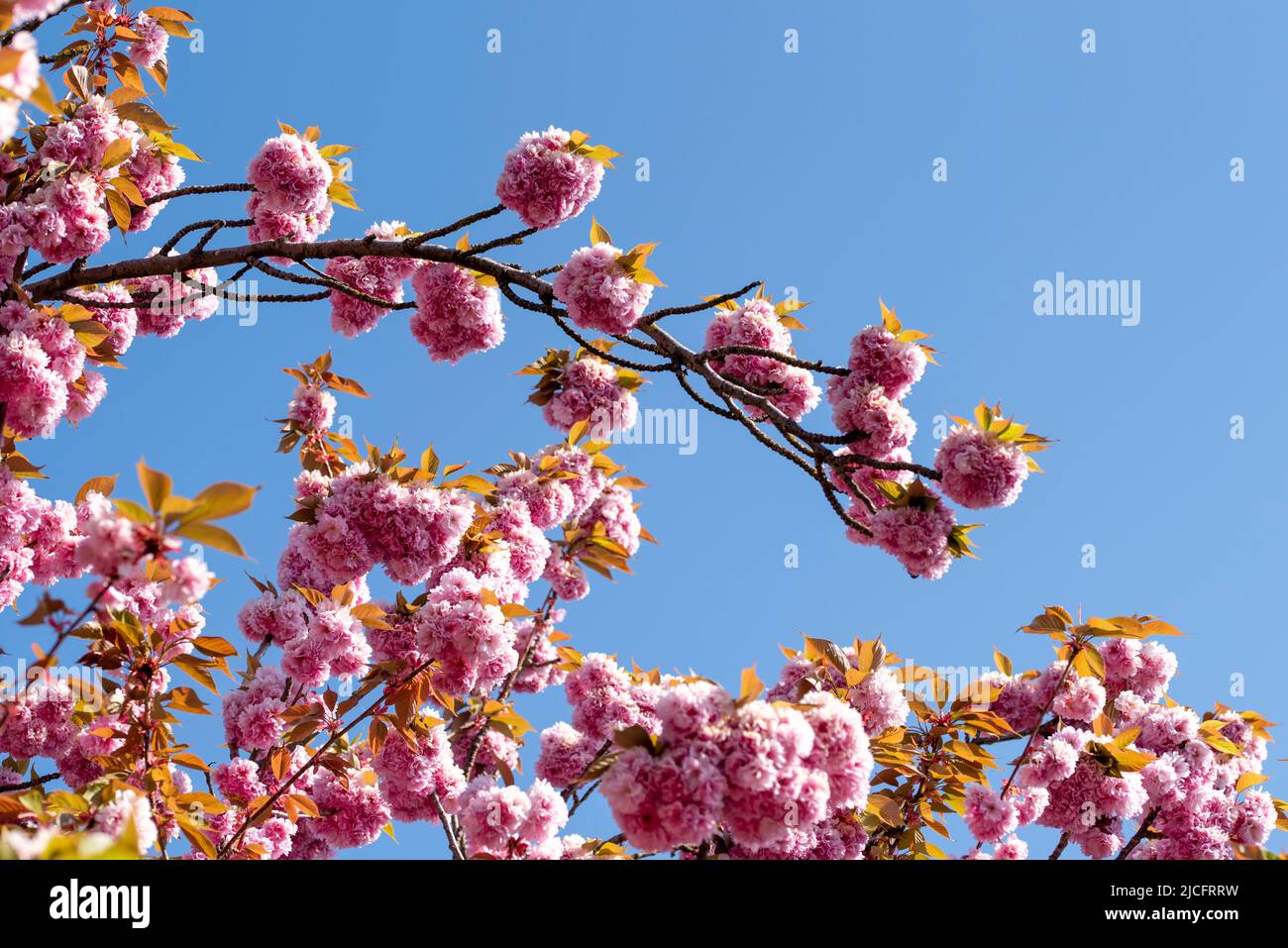Japanese ornamental cherries bloom in Holzweg in Magdeburg. Stock Photo