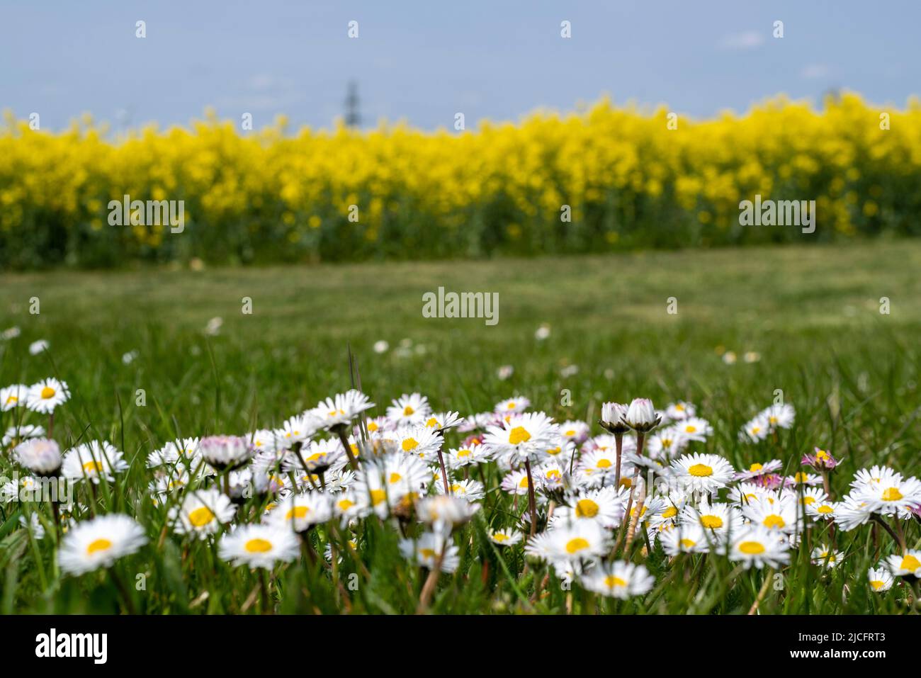 Blooming daisies, behind them a yellow canola field. Stock Photo