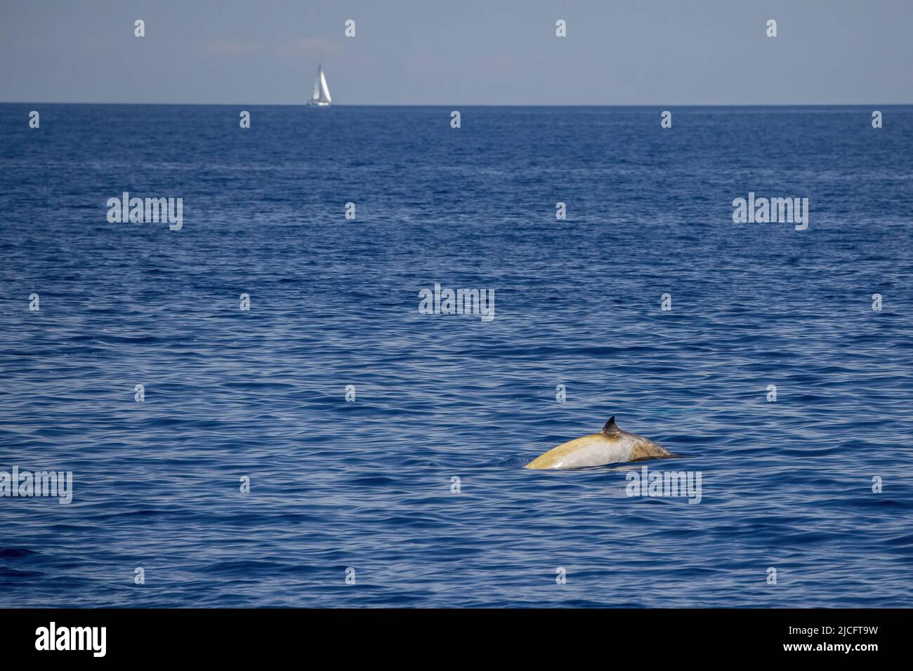 cuvier beaked whale in mediterranean ligurian sea close up with sailboat on the back Stock Photo