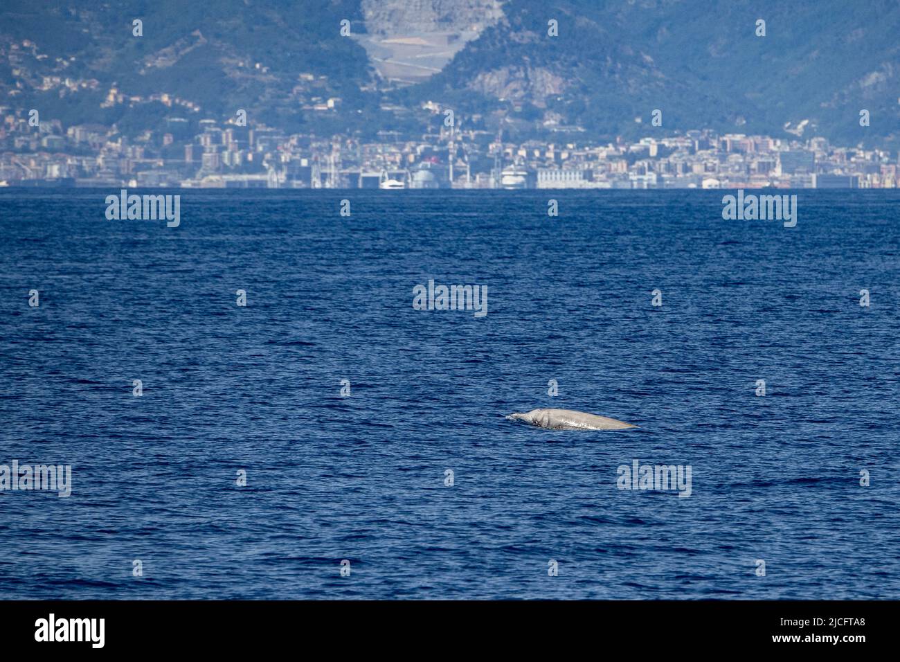 cuvier beaked whale in mediterranean ligurian sea close up in front of genoa town italy Stock Photo