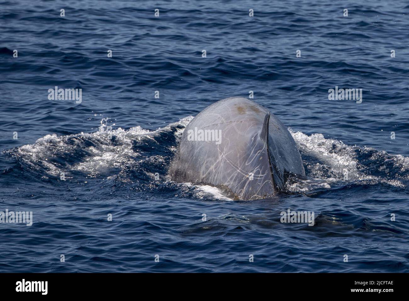 cuvier beaked whale in mediterranean ligurian sea close up Stock Photo