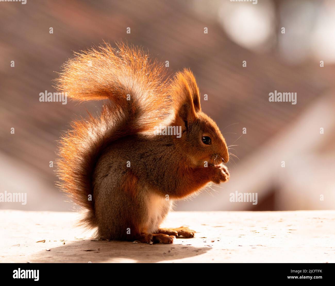 red squirrel stand on the ground Stock Photo