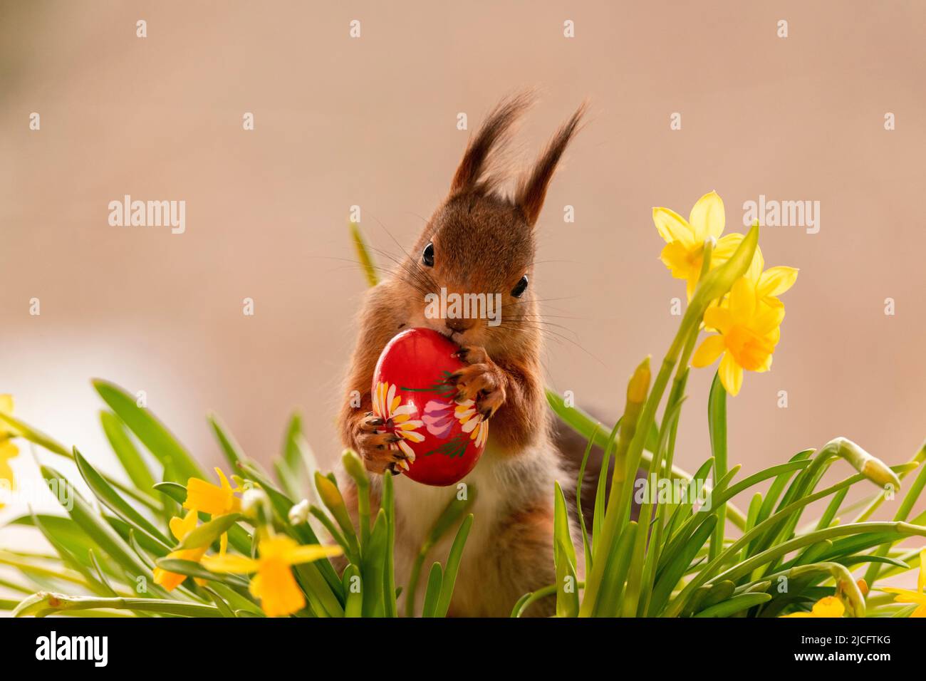 red squirrel with narcissus flowers and egg Stock Photo Alamy