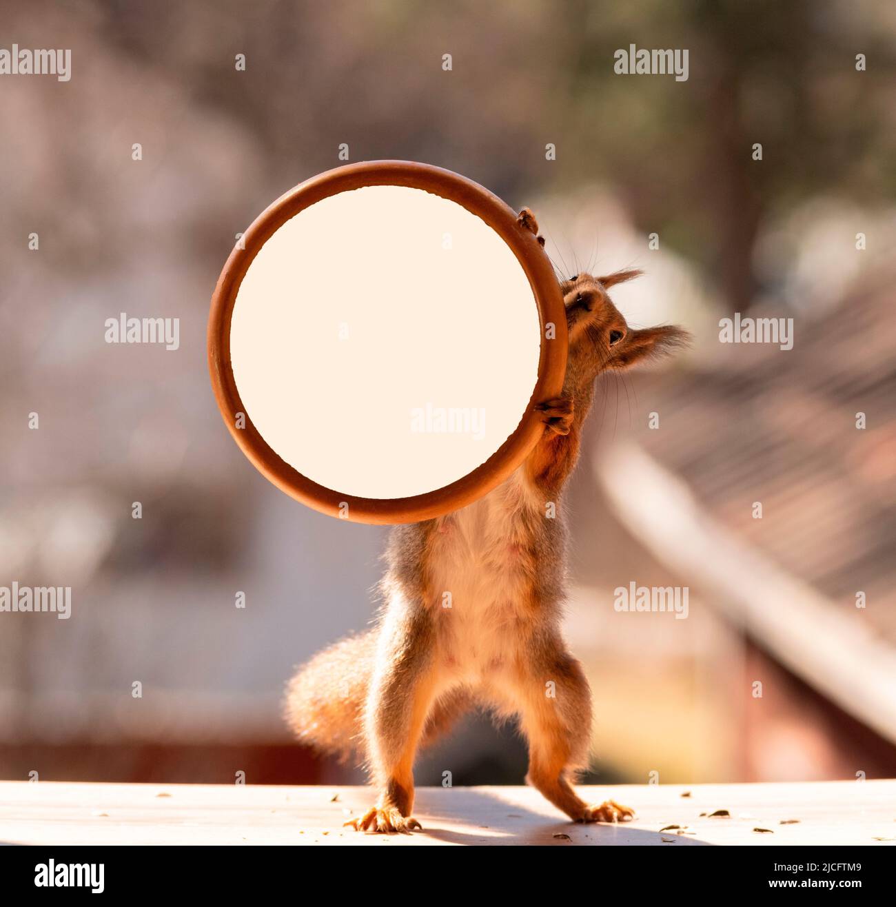 red squirrel is holding a round window frame Stock Photo Alamy