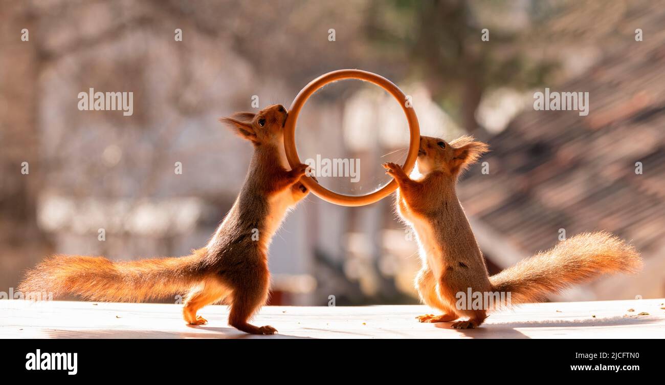red squirrels are holding a round window frame Stock Photo Alamy