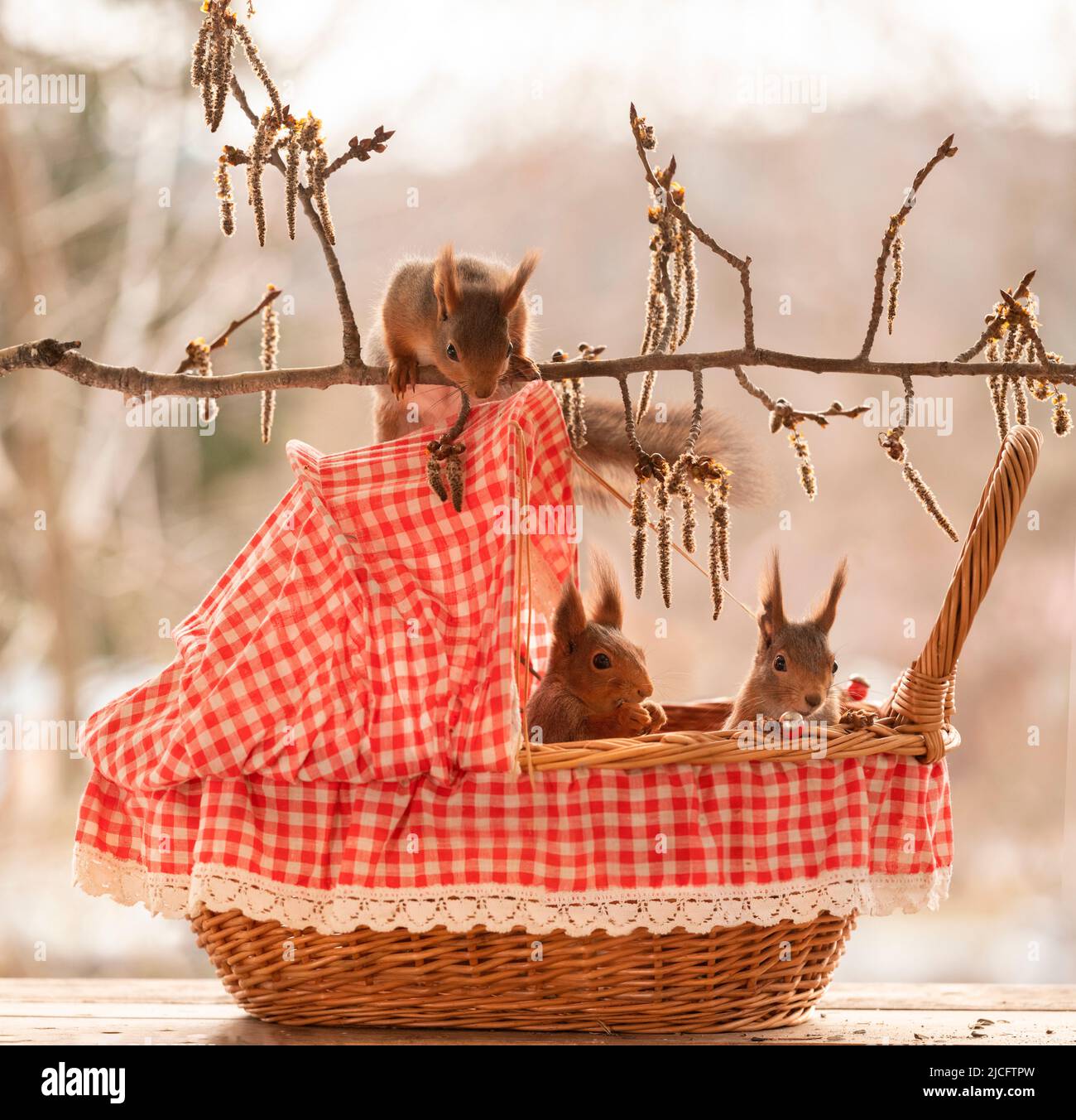 red squirrels are sitting in an stroller Stock Photo