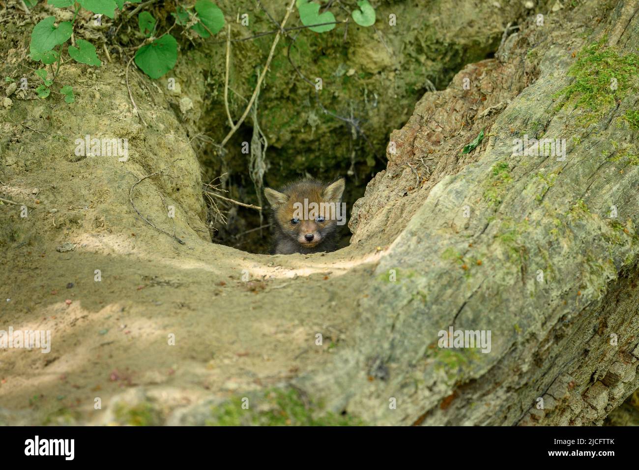 Germany, red fox (Vulpes vulpes), fox cubs at their fox den Stock Photo