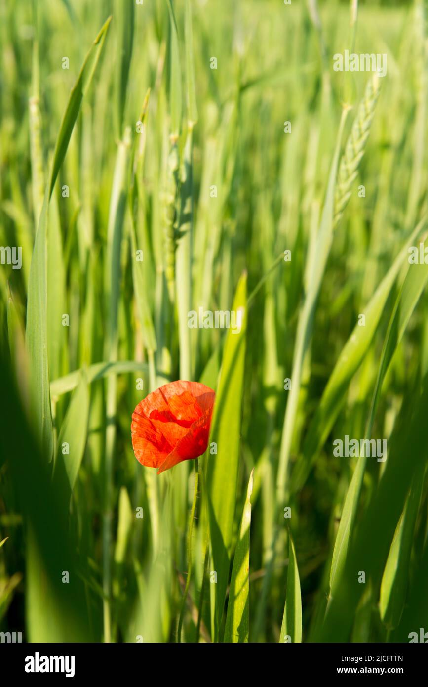Field poppy hi-res stock photography and images - Alamy