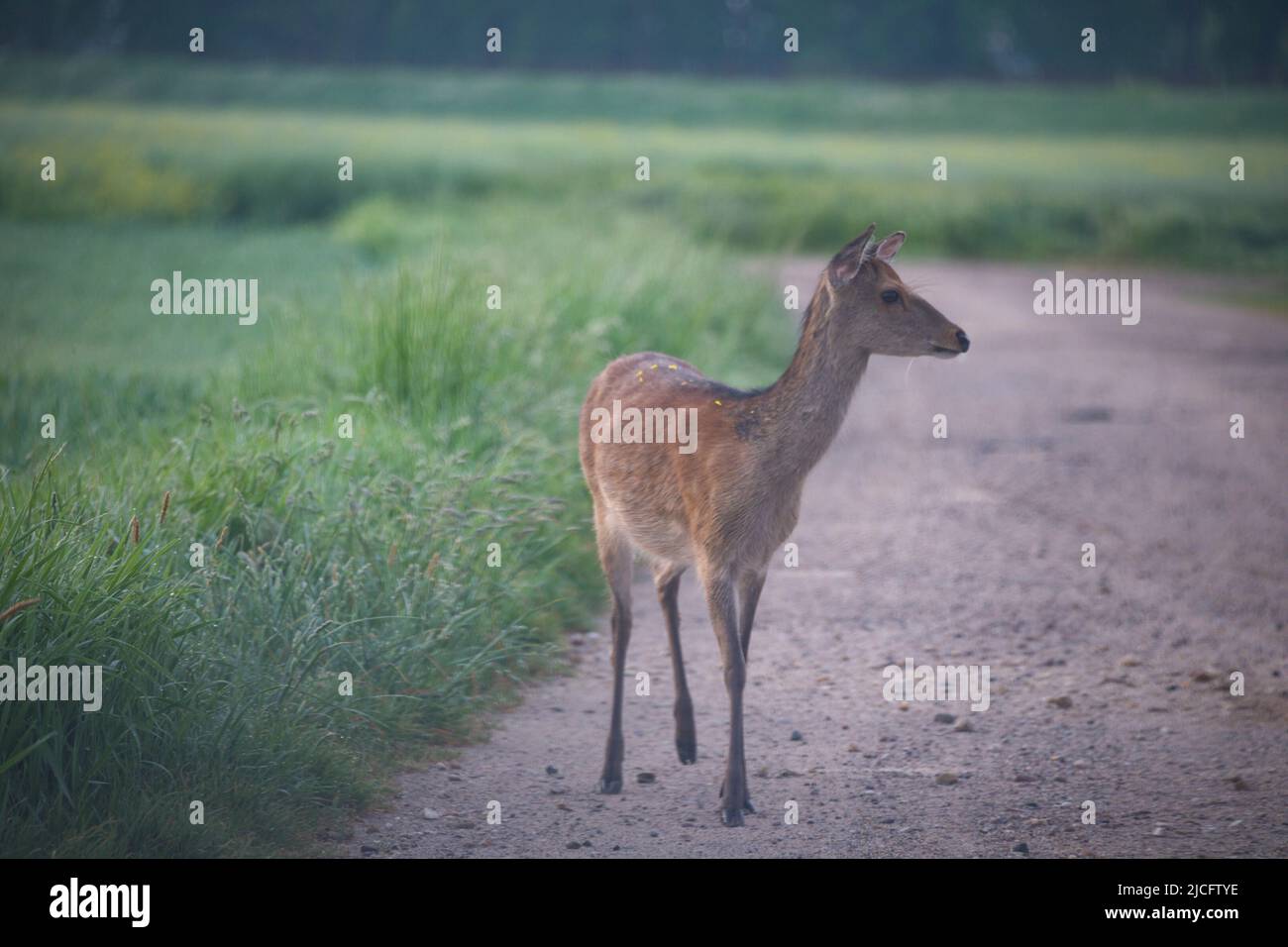 Young deer, Germany Stock Photo