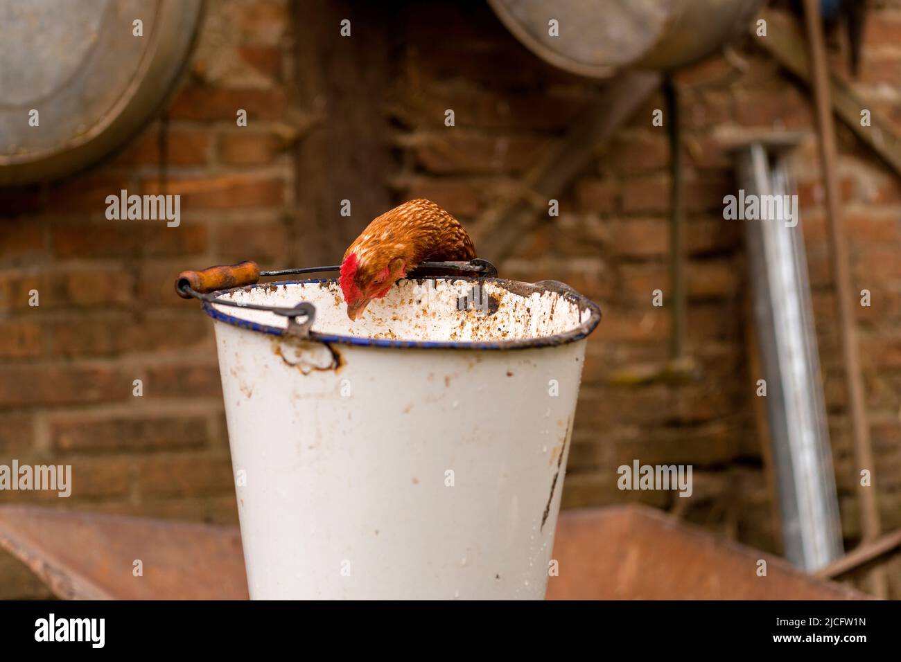 Chicken looking in a bucket, Mecklenburg-Western Pomerania, Germany Stock Photo