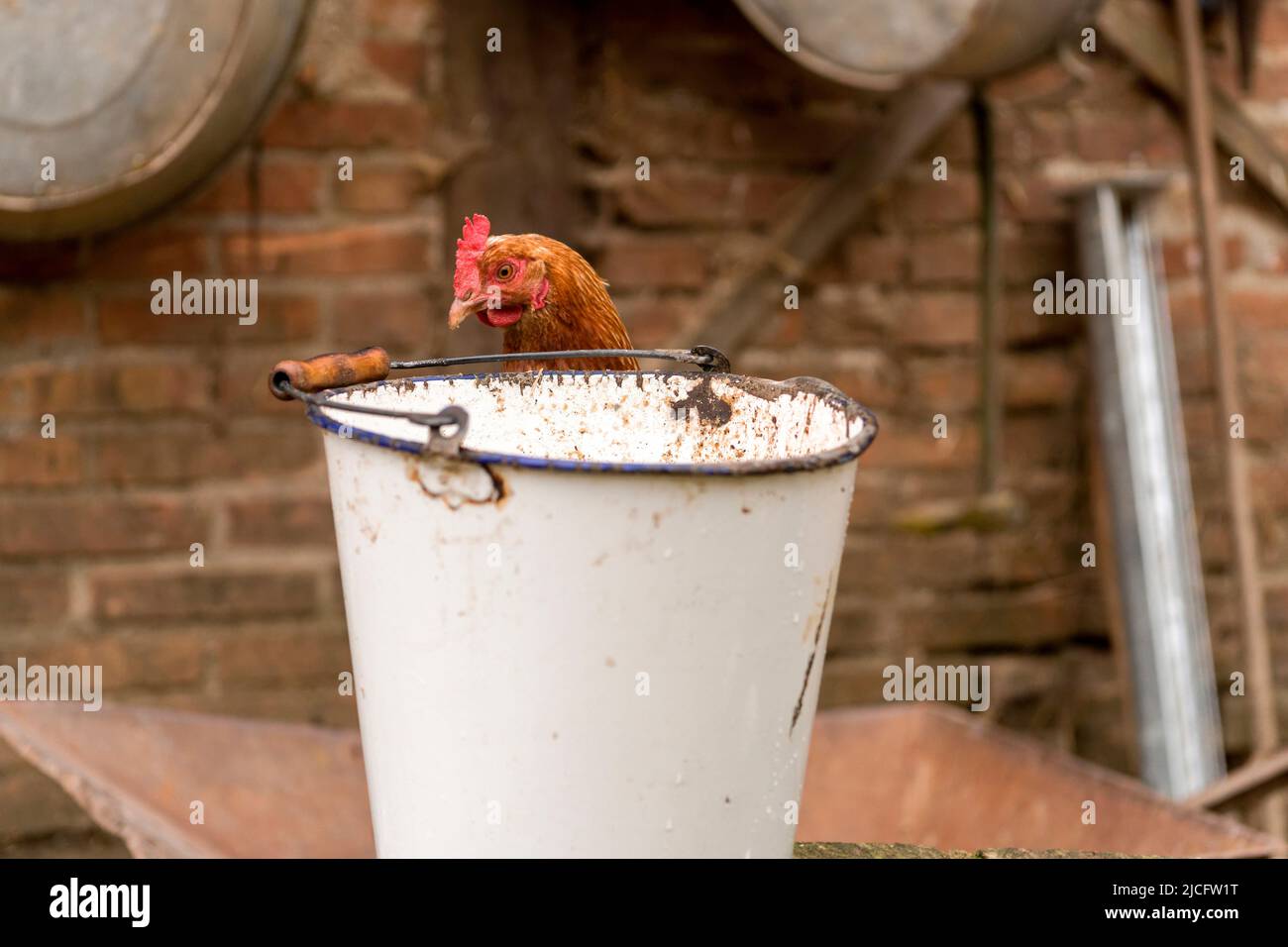 A chicken behind a bucket, Mecklenburg-Western Pomerania, Germany Stock Photo