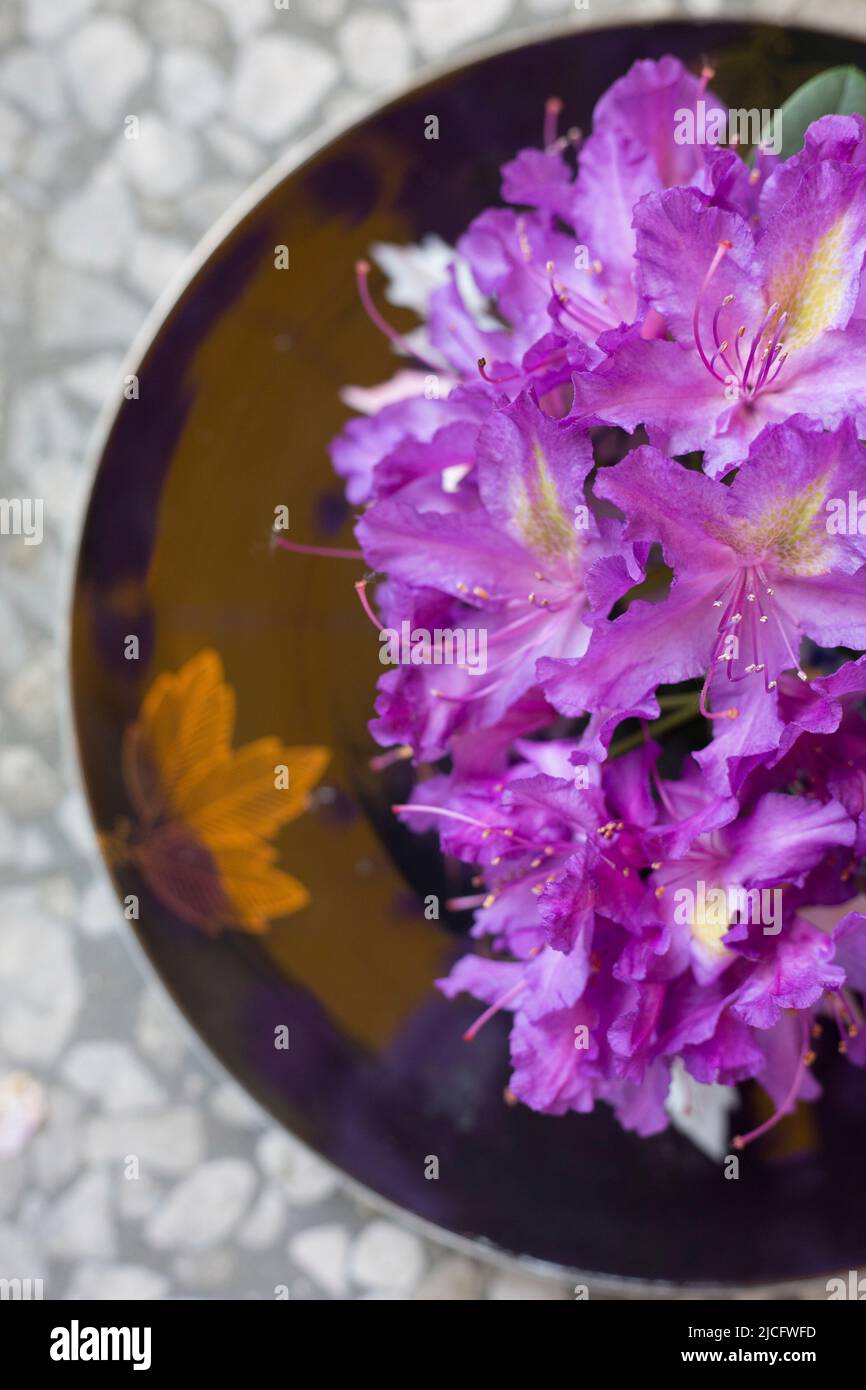 Rhododendron flowers on a plate Stock Photo