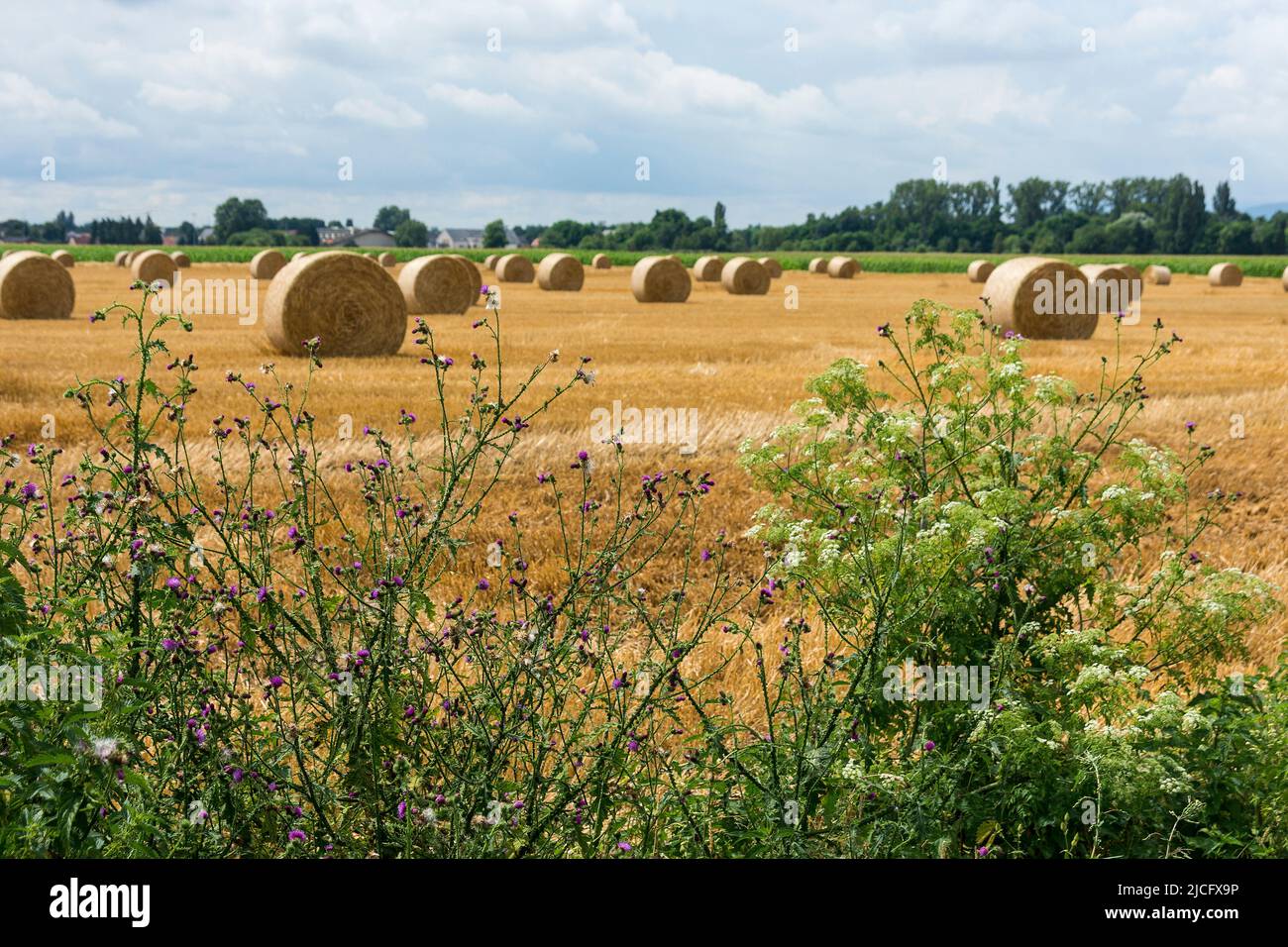 Cycle path from breisach to colmar hires stock photography and images