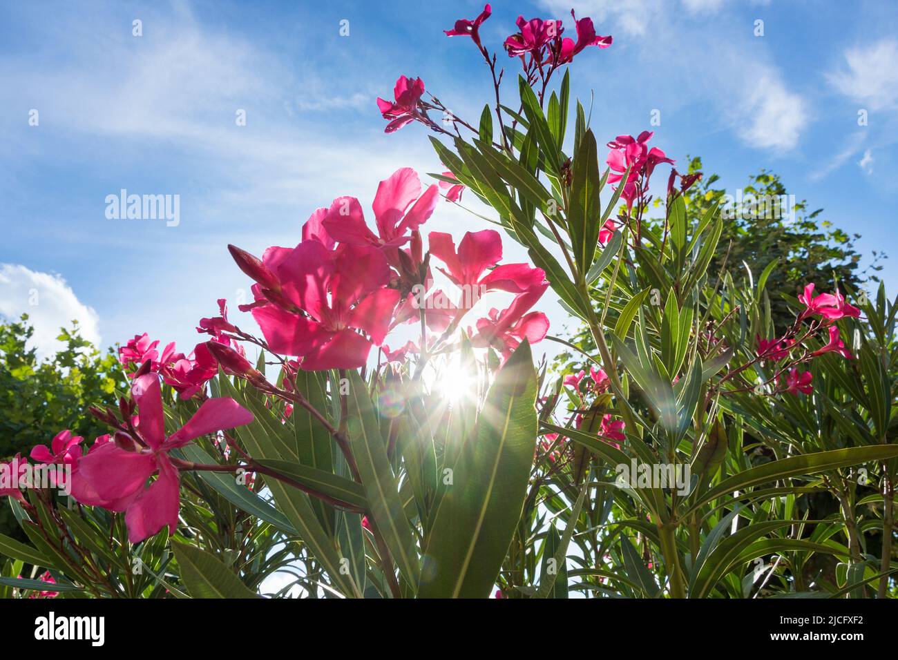Germany, Rhineland-Palatinate, Germersheim, park, oleander, sun rays Stock Photo